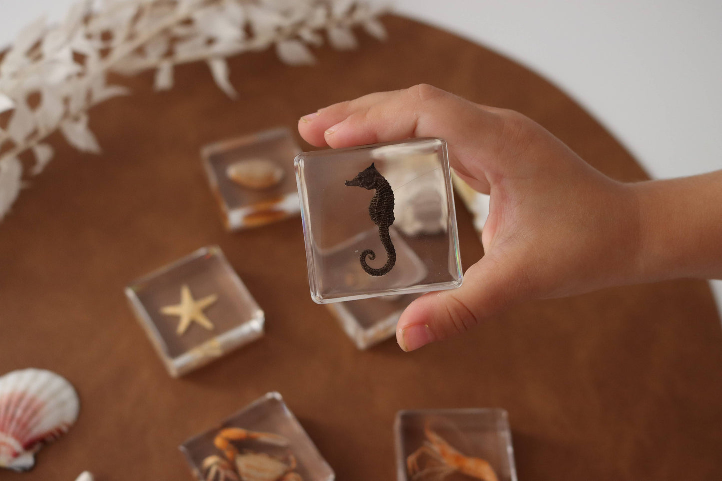 Our Earth Life - Ocean Explorer Specimen Set