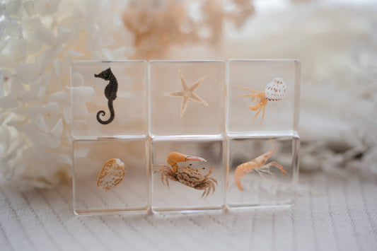 Our Earth Life - Ocean Explorer Specimen Set